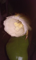 Epiphyllum oxypetalum