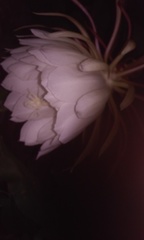 Epiphyllum oxypetalum