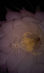 Epiphyllum oxypetalum