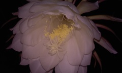 Epiphyllum oxypetalum