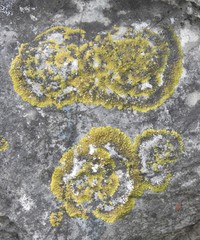 Caloplaca saxicola image