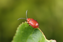 Tricholochmaea cavicollis