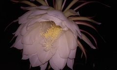 Epiphyllum oxypetalum