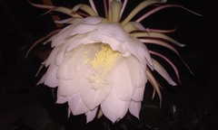 Epiphyllum oxypetalum