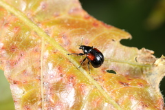 Synolabus bipustulatus