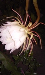 Epiphyllum oxypetalum