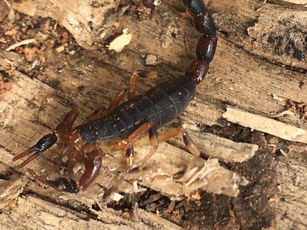 Butheoloides charlotteae