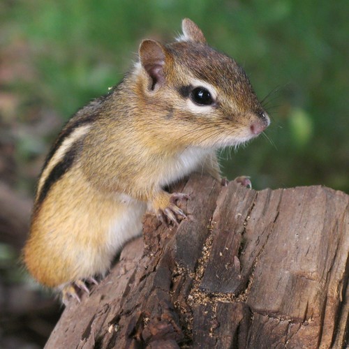 Genus Tamias · iNaturalist