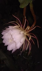 Epiphyllum oxypetalum