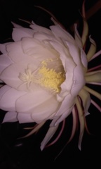 Epiphyllum oxypetalum