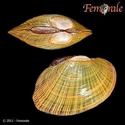 Wavyrayed Lampmussel