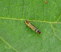 Agrilus catherinae