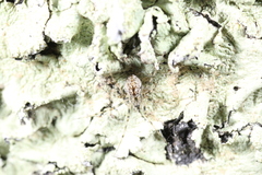 Drapetisca alteranda