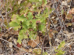 Berberis dictyota