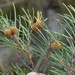 Searsia rosmarinifolia - Photo (c) Nick Helme, algunos derechos reservados (CC BY-SA), uploaded by Nick Helme