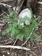 Vicia ludoviciana