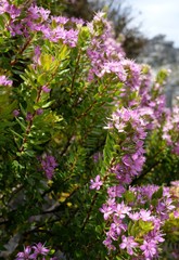 Agathosma odoratissima