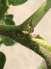 Engytatus modestus