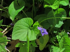 Viola cucullata