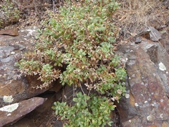 Hazardia squarrosa grindelioides