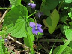 Viola cucullata