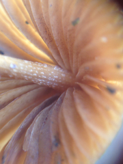 Conocybe apala albipes