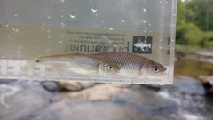 Altamaha Shiner photo 2