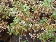 Hazardia squarrosa grindelioides