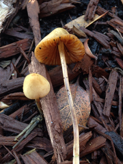 Conocybe apala albipes