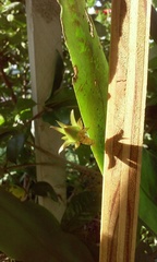 Epiphyllum oxypetalum