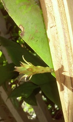 Epiphyllum oxypetalum