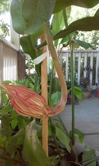 Epiphyllum oxypetalum