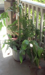 Epiphyllum oxypetalum