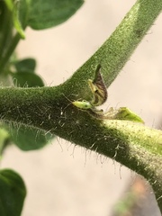 Engytatus modestus
