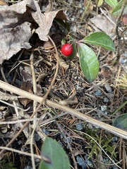 Gaultheria procumbens image