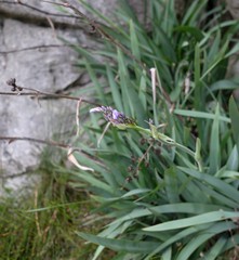 Aristea latifolia