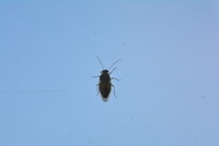 Tropidosteptes