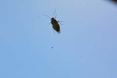 Tropidosteptes