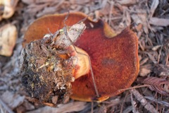 Buchwaldoboletus