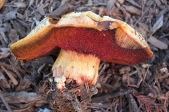 Buchwaldoboletus