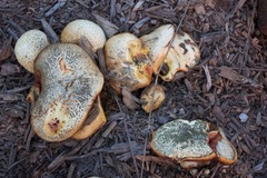 Buchwaldoboletus