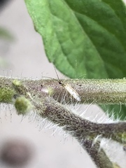 Engytatus modestus
