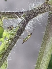 Engytatus modestus