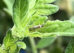 Engytatus modestus