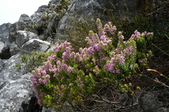 Agathosma odoratissima