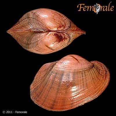 Rayed Pink Fatmucket