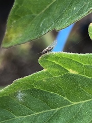 Bactericera cockerelli