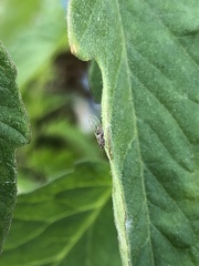 Bactericera cockerelli