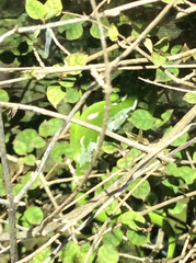 Naultinus punctatus