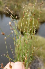Anthochortus crinalis